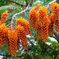 Colvillea racemosa --Colville's Glory Tree--