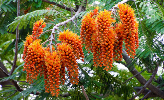 Colvillea racemosa --Colville's Glory Tree--