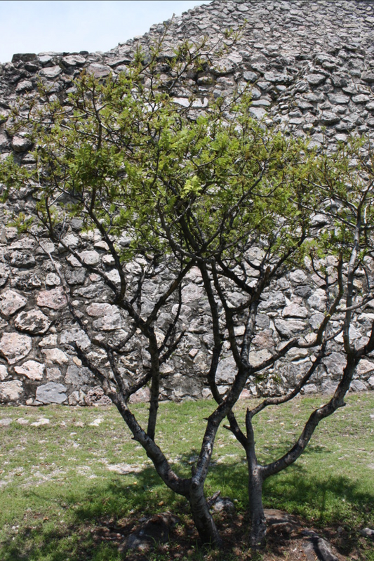 COPAL BLANCO --Bursera copallifera--