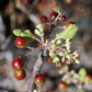 COPAL BLANCO --Bursera copallifera--