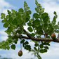 COPAL CHINO --Bursera submoniliformis--