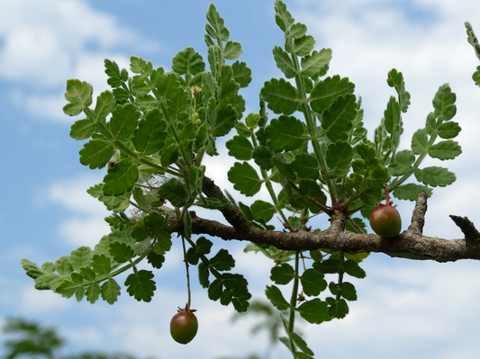 COPAL CHINO --Bursera submoniliformis--