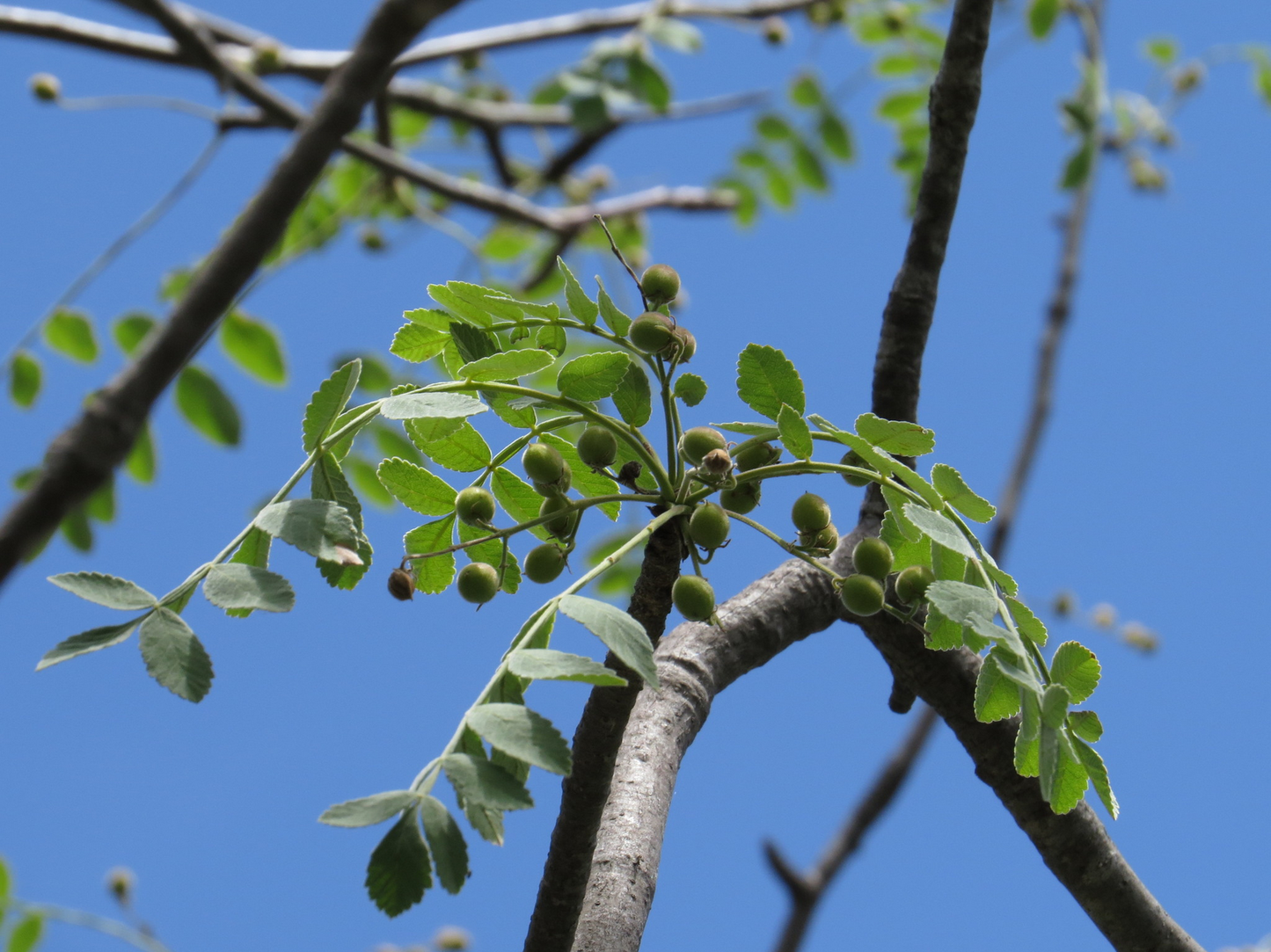 COPAL CHINO --Bursera submoniliformis--