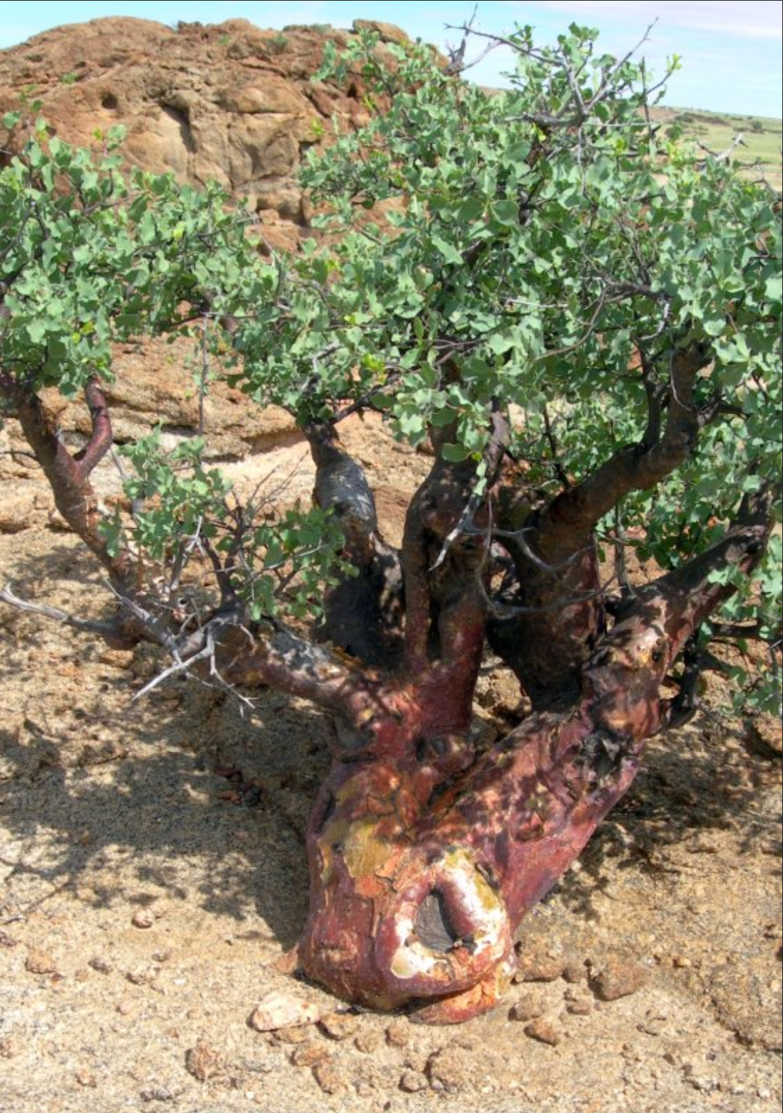 CORKWOOD 'Blue-Leaved' --Commiphora glaucescens--