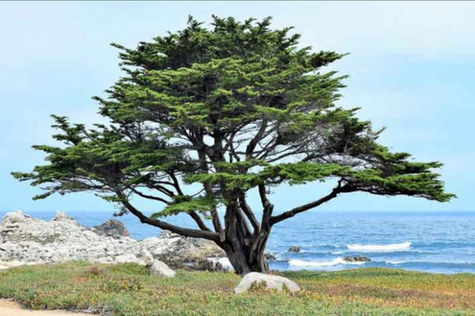 Cupressus macrocarpa --Monterey Cypress--