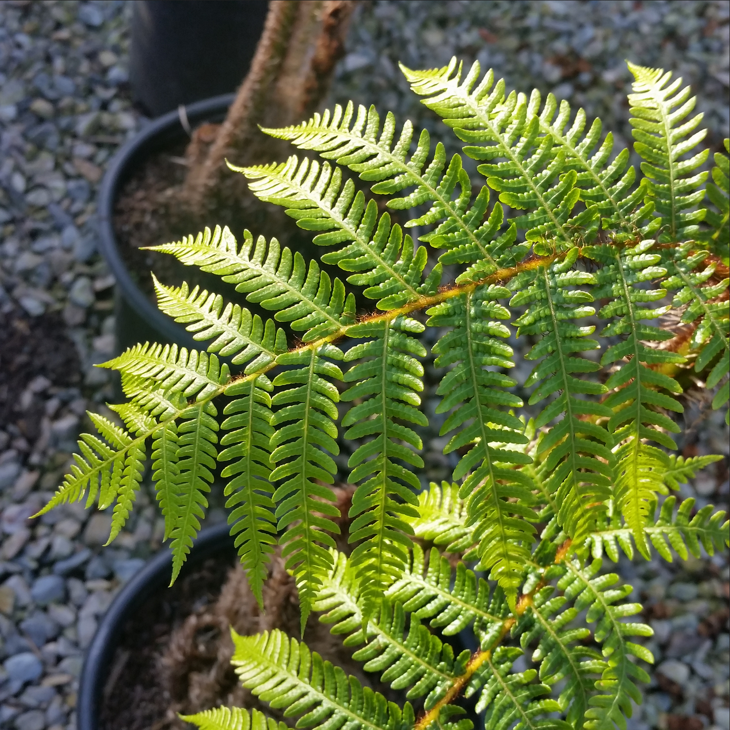 Cyathea australis --Rough Tree Fern--