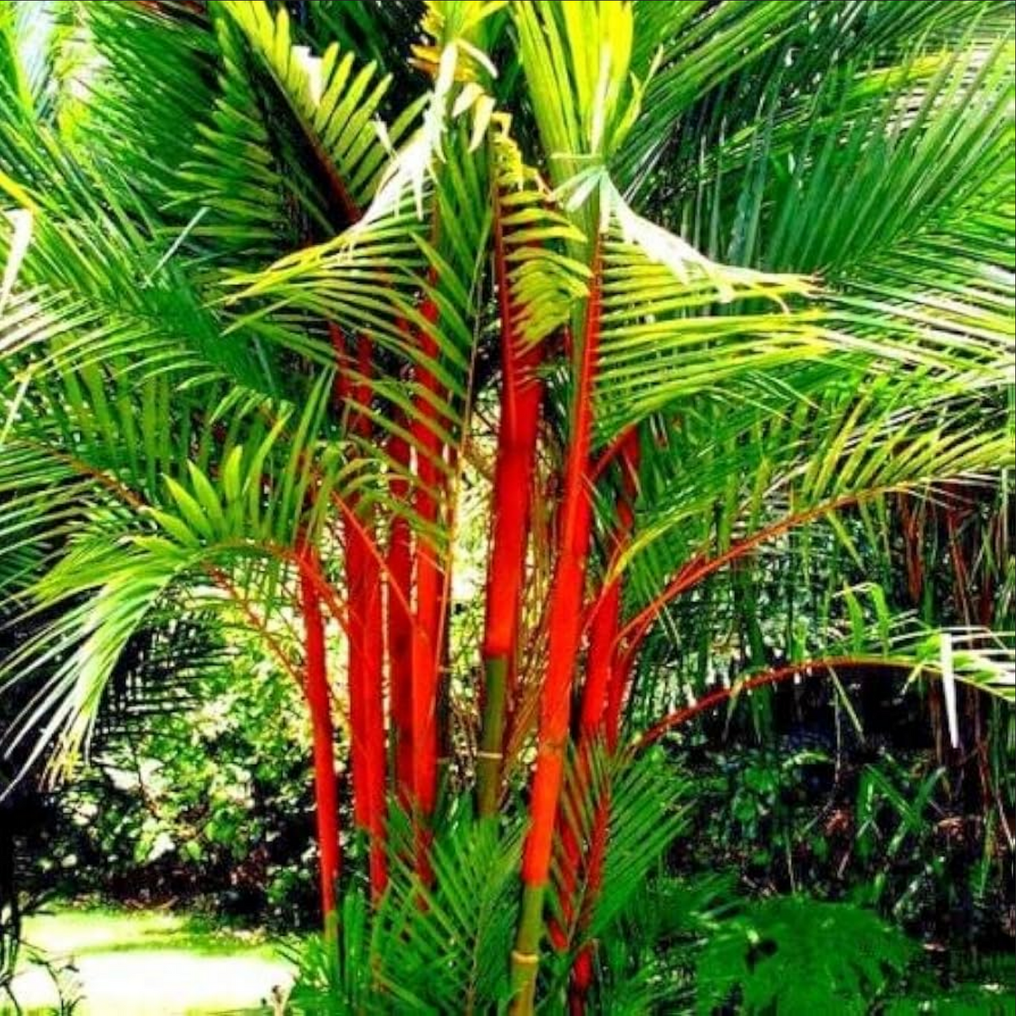 Cyrtostachys renda --Lipstick Palm--