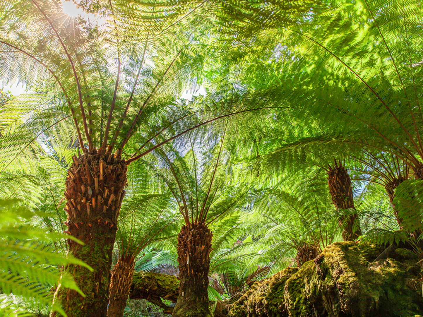 Dicksonia antarctica --Soft Tree Fern--