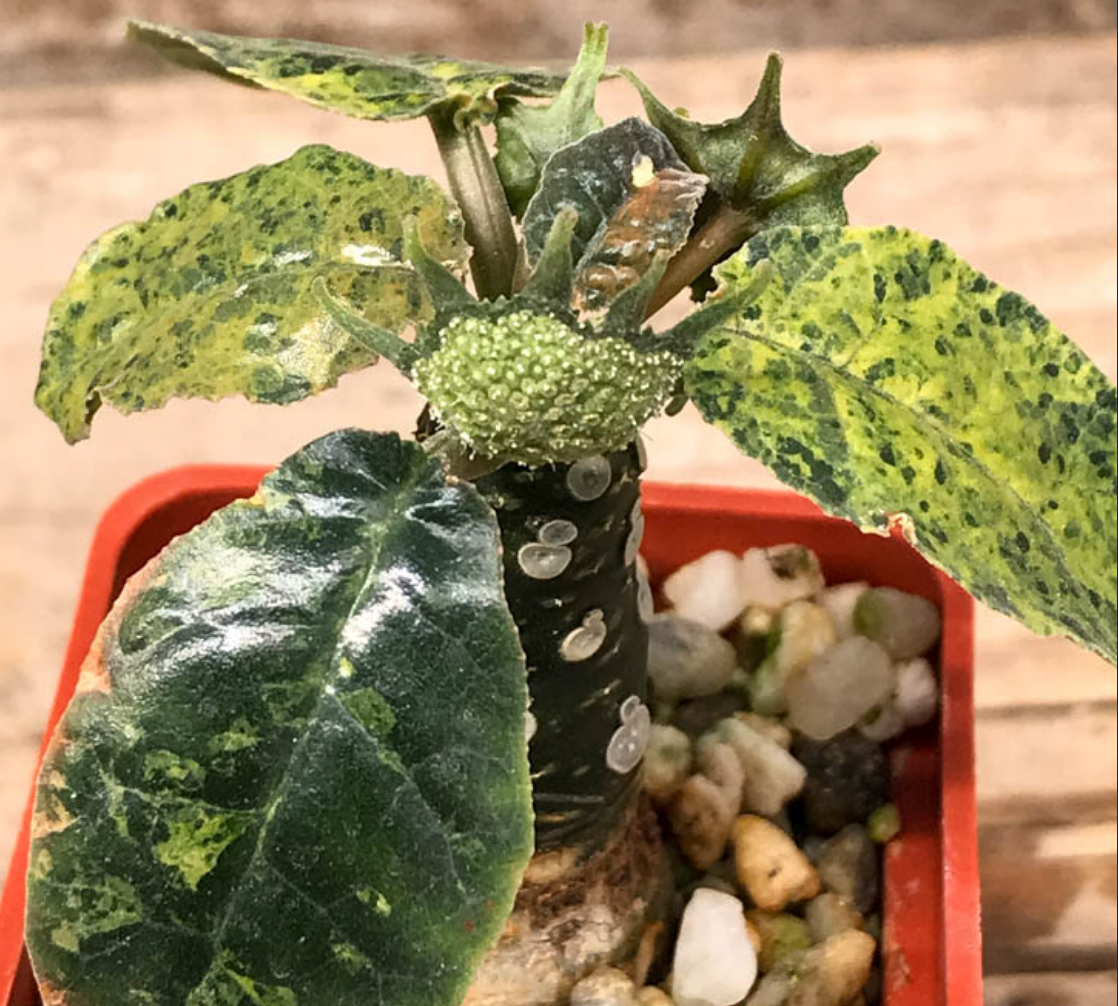 Dorstenia foetida 'Variegata' --Variegated Shield Flower--