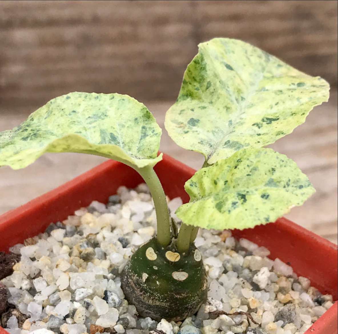 Dorstenia foetida 'Variegata' --Variegated Shield Flower--