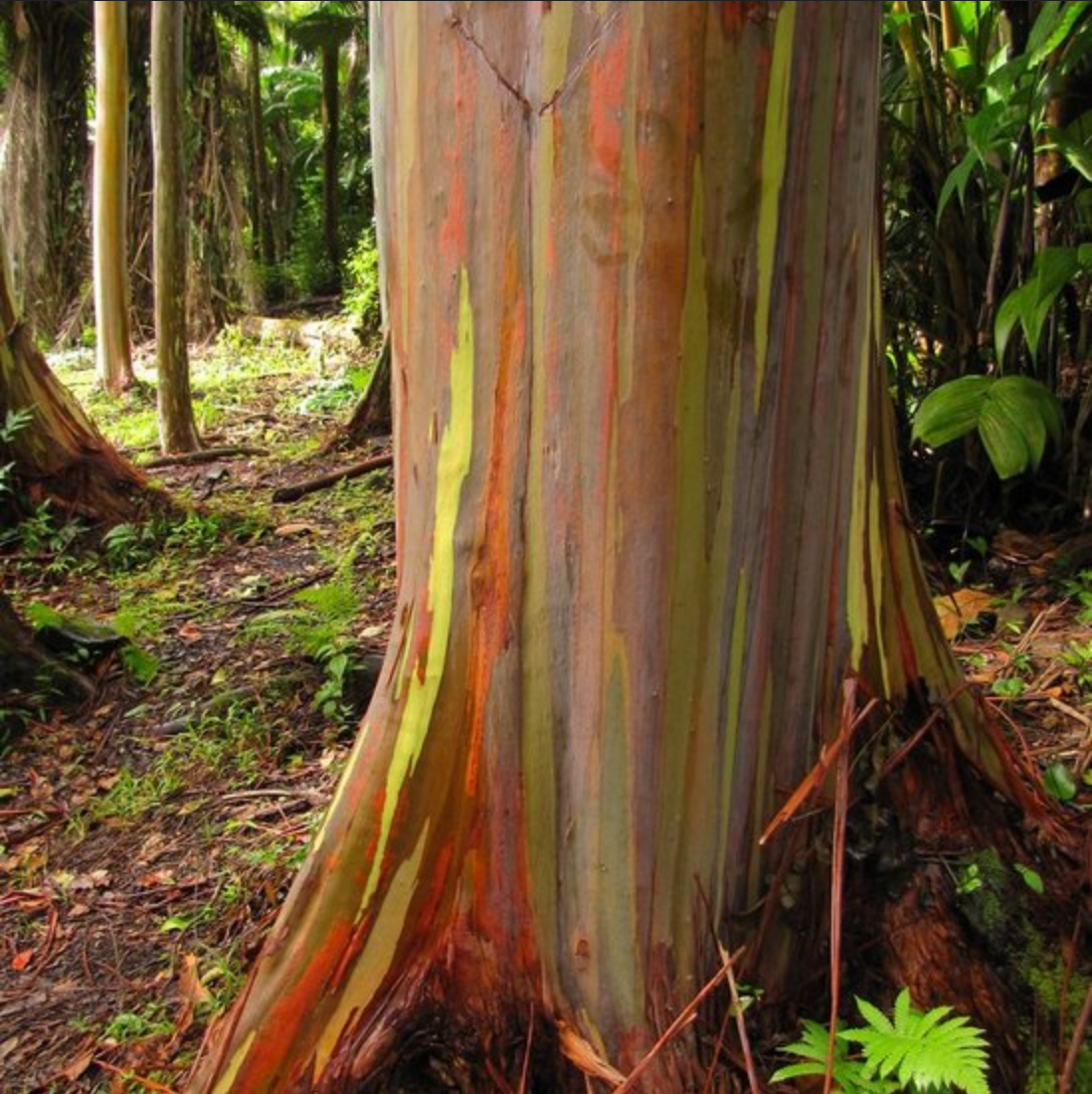 EUCALYPTUS 'Rainbow Gum' --Eucalyptus deglupta--