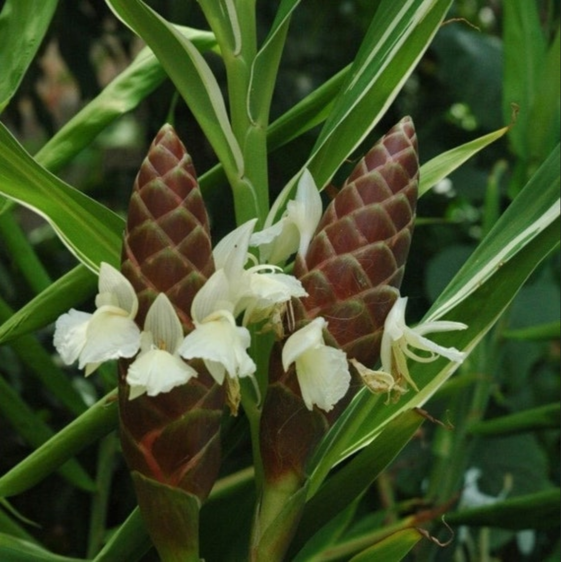 GINGER 'Cassumunar' --Zingiber montanum--