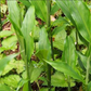 GINGER 'Golden Flowered' --Zingiber chrysanthum--