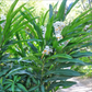 GINGER 'Malacca' --Alpinia malaccensis--