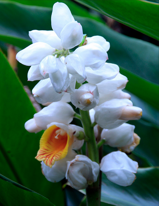 GINGER 'Malacca' --Alpinia malaccensis--