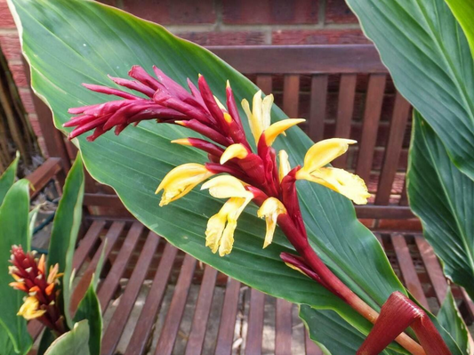 GINGER LILY 'Chinese Butterfly' --Cautleya spicata--