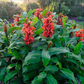 GINGER LILY 'Red Butterfly' --Hedychium deceptum --