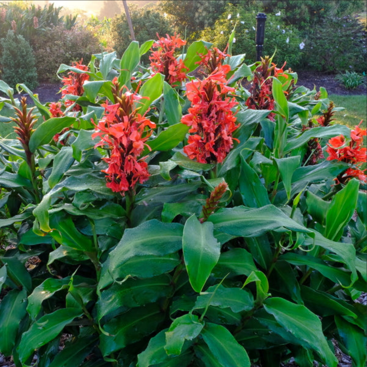 GINGER LILY 'Red Butterfly' --Hedychium deceptum --