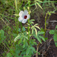 HIBISCUS 'Kenaf' --Hibiscus cannabinus--