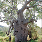 Adansonia gregorii --Australian Baobab--