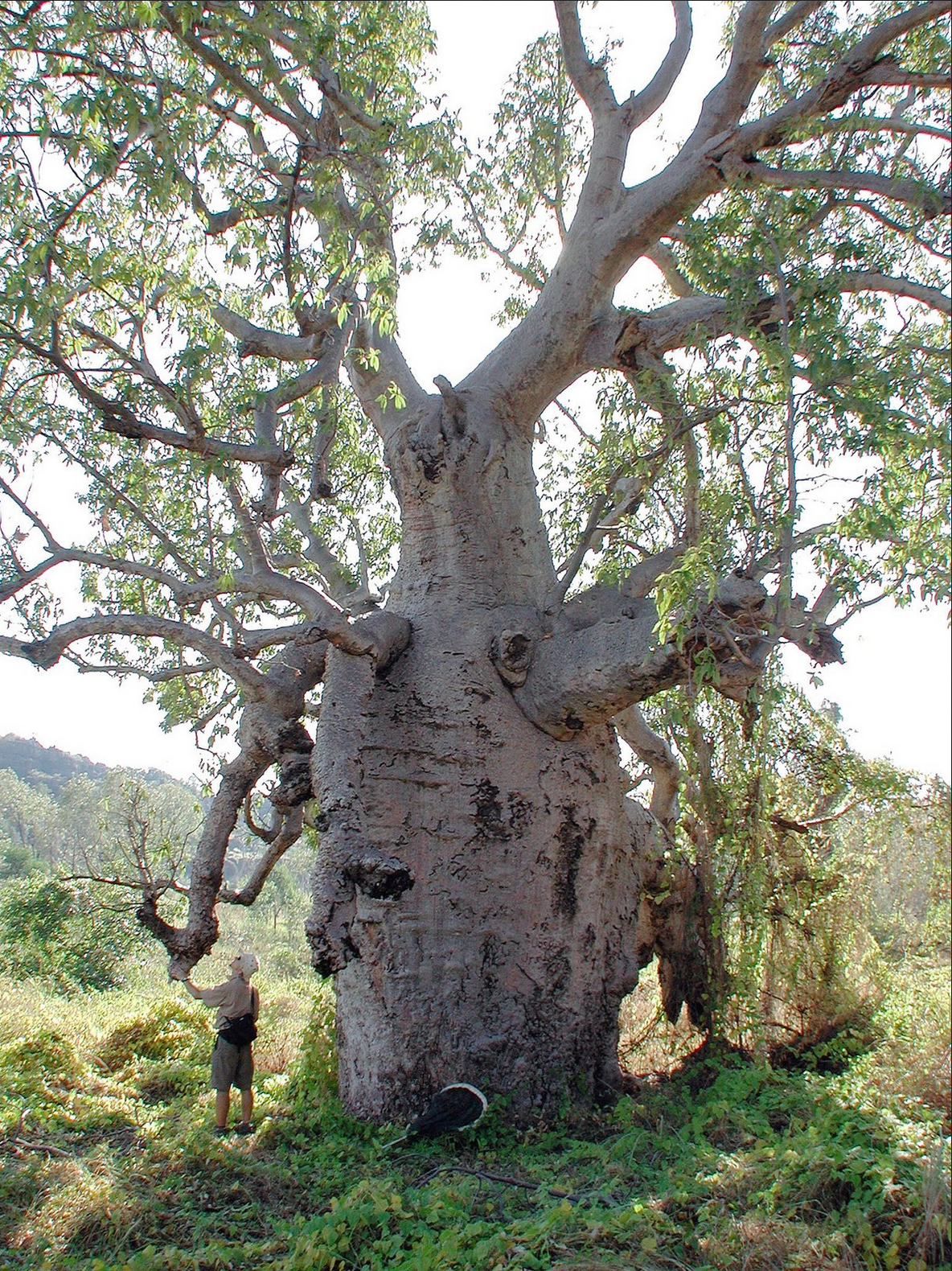 Adansonia gregorii --Australian Baobab--