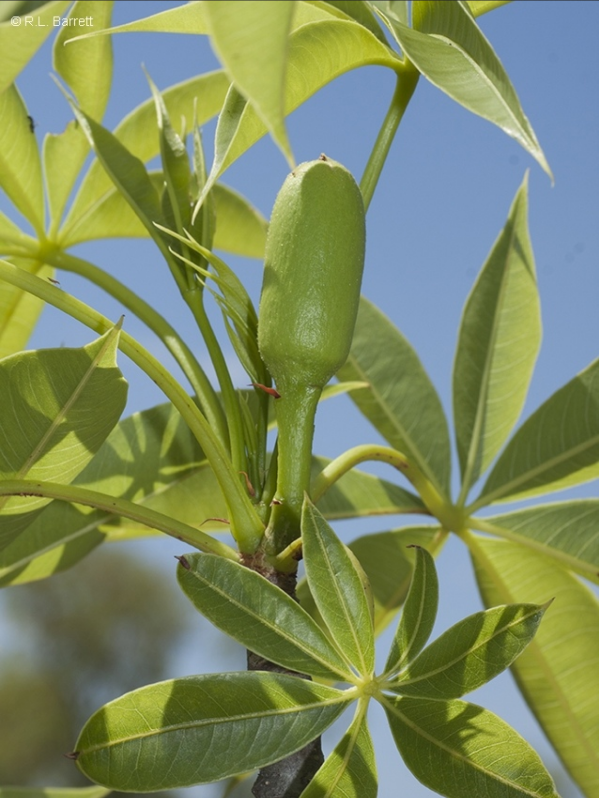 Adansonia gregorii --Australian Baobab--