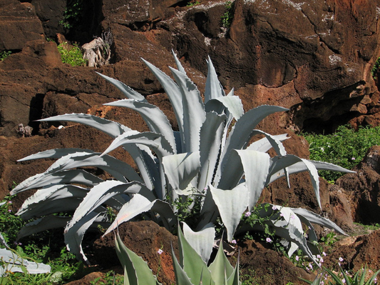 Agave americana var. franzosini --Silver Century Plant--