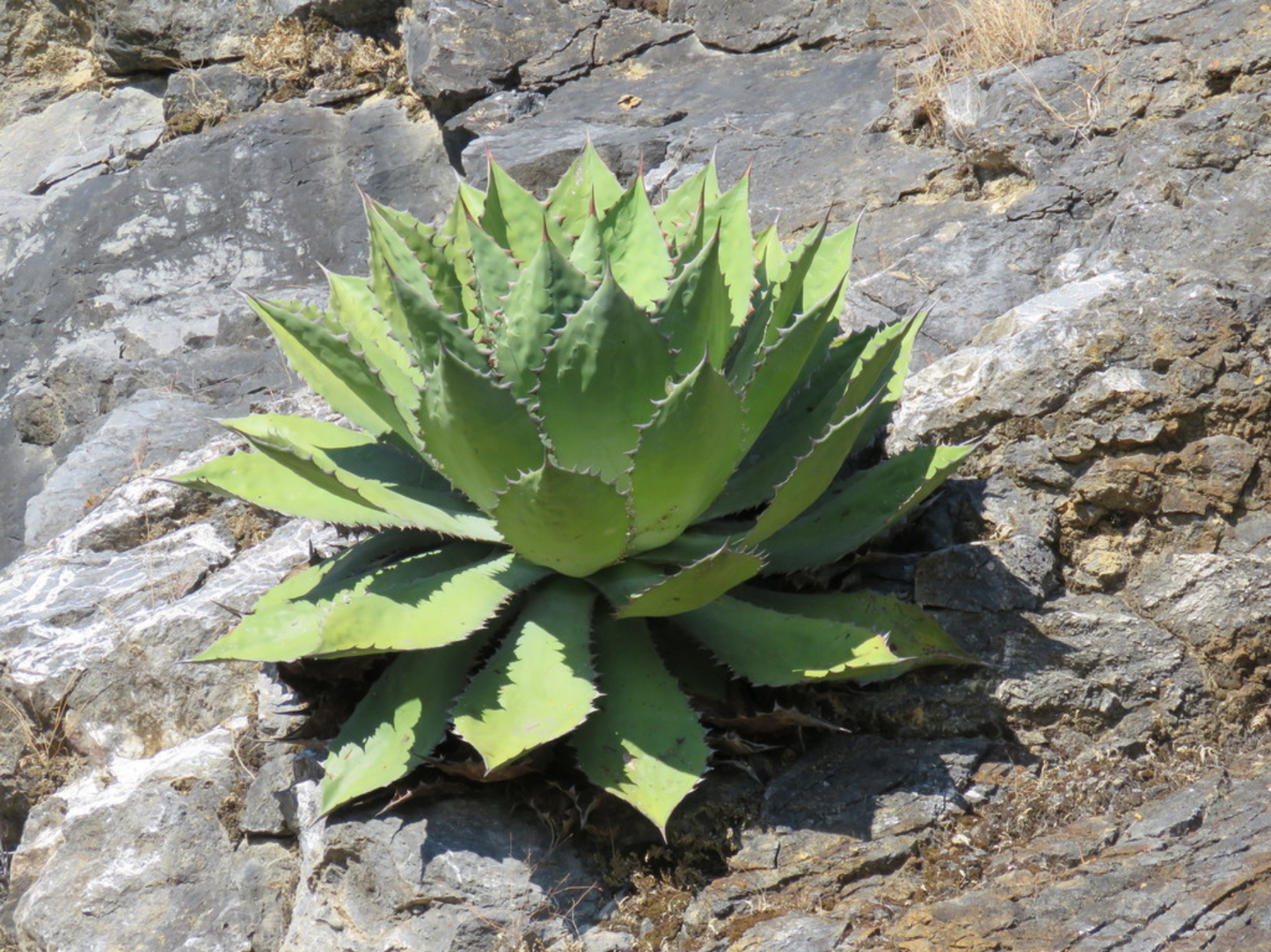 Agave cupreata --Papalome Agave--