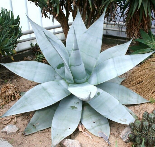 Agave guiengola