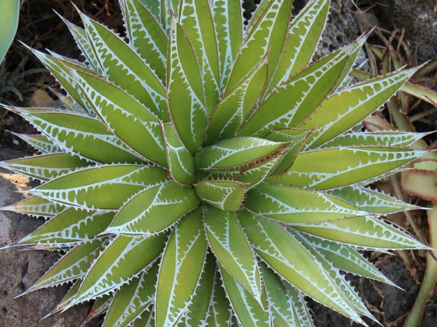 Agave impressa