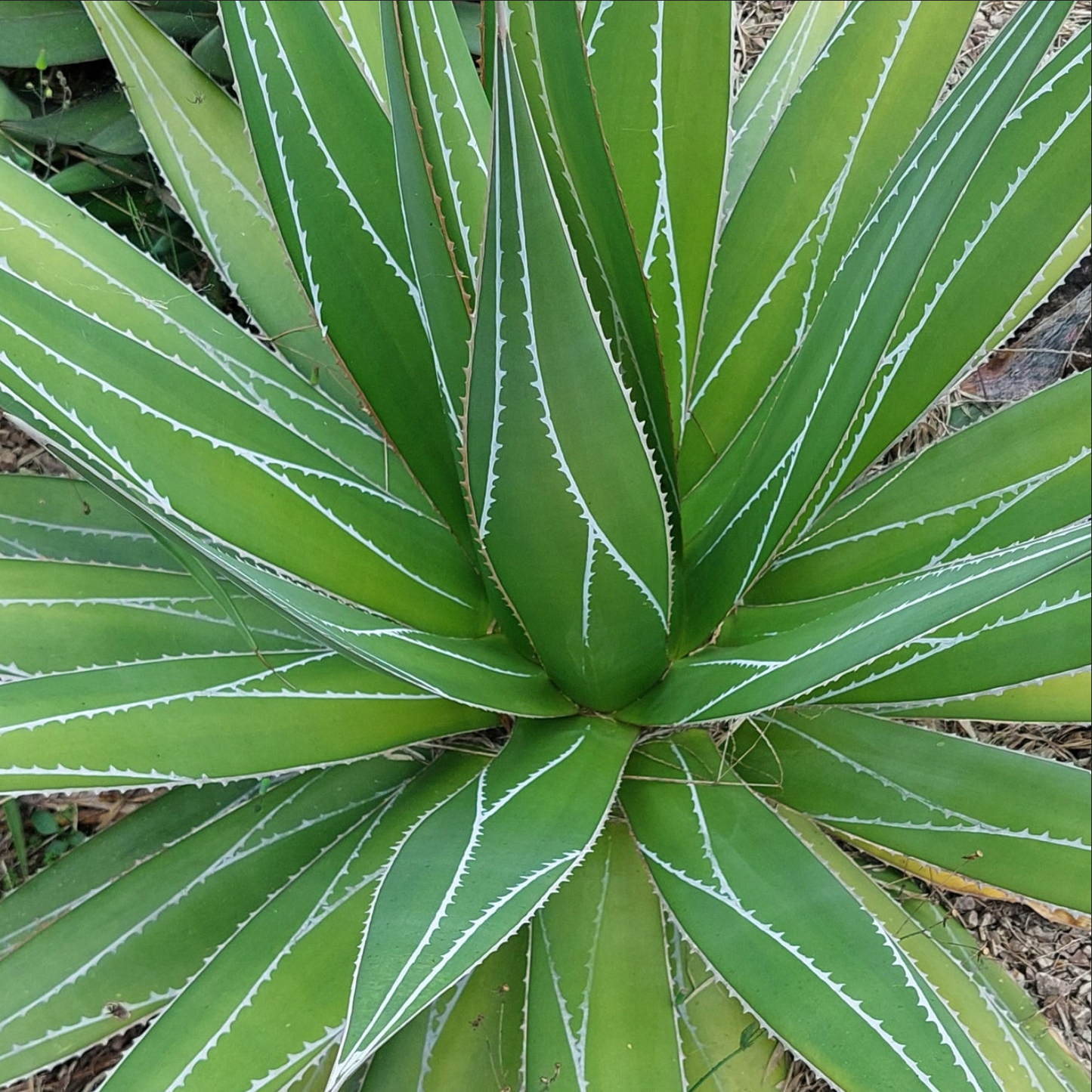 Agave impressa