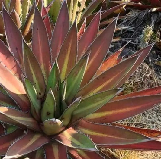 Agave kerchovei 'Huajuapan Red'