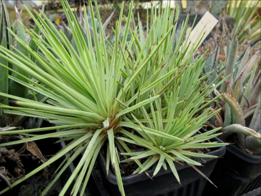 Agave petrophila