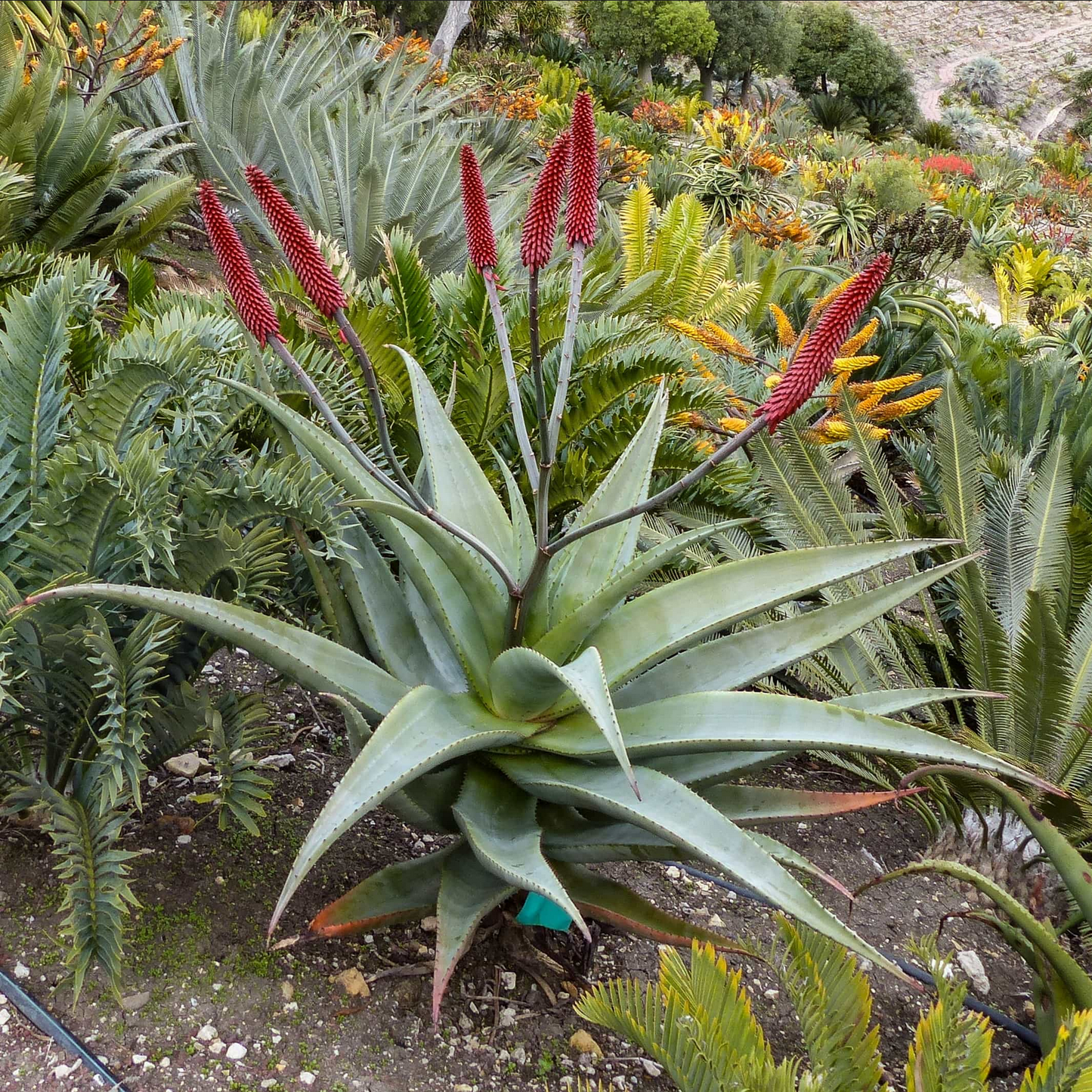 Aloe excelsa --Zimbabwe Aloe--