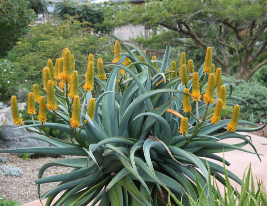 Aloe thraskii --Dune Aloe--