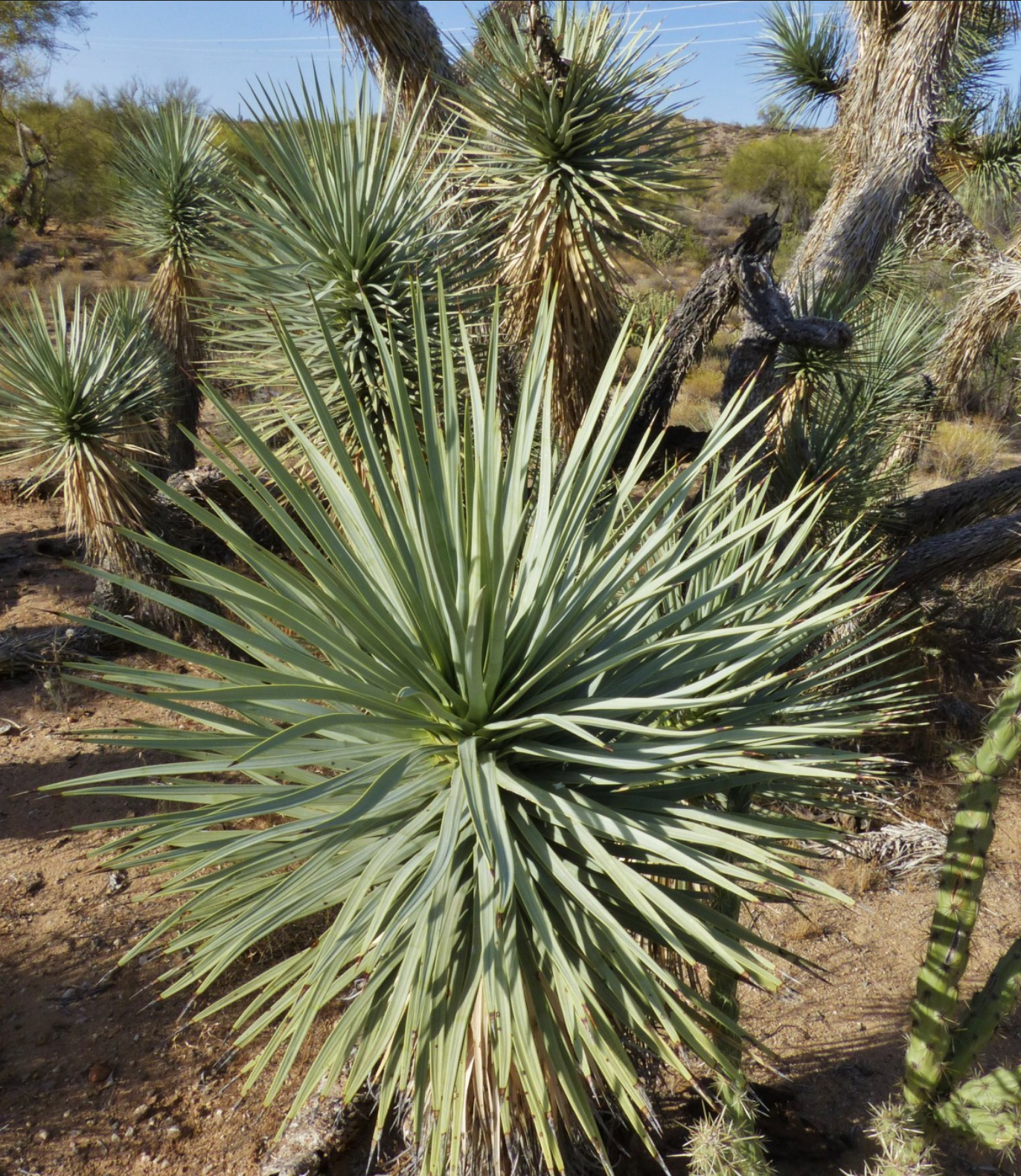 Yucca brevifolia 'Blue' --Blue Joshua Tree--