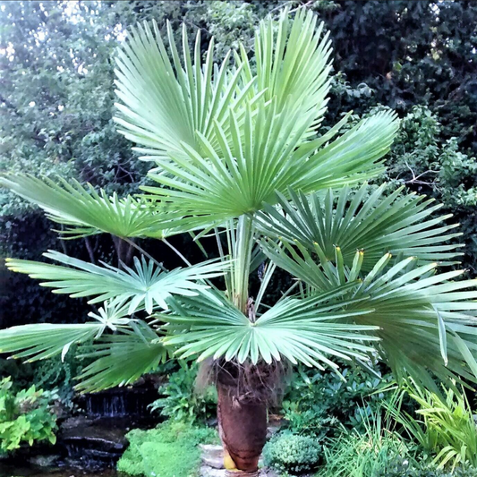 Trachycarpus wagnerianus --Miniature Chusan Palm--