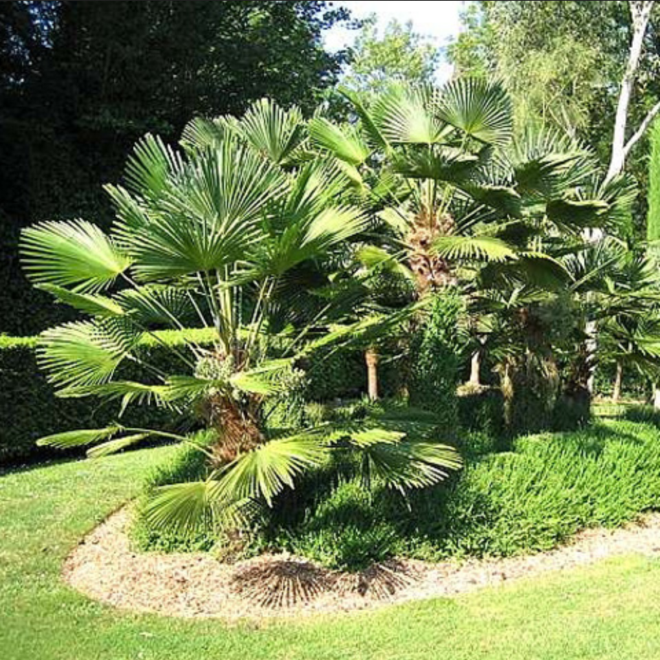 Trachycarpus wagnerianus --Miniature Chusan Palm--