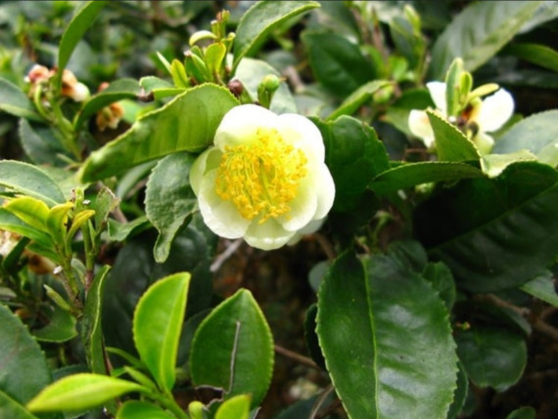 TEA --Camellia sinensis var. sinensis 'Darjeeling'--