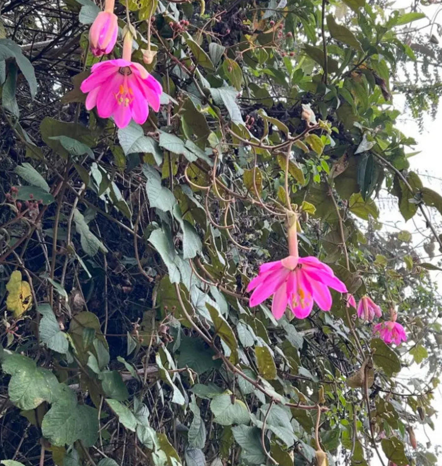 PASSIONFLOWER 'Tauso' --Passiflora coactilis--