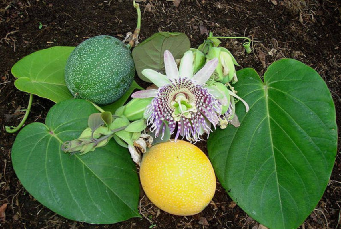 PASSIONFLOWER 'Sweet Granadilla' --Passiflora ligularis--