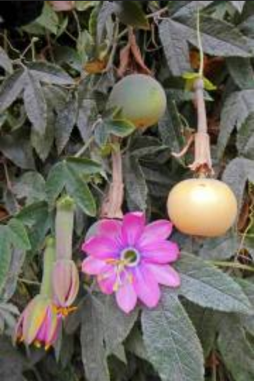 PASSIONFLOWER 'Banana' --Passiflora adulterina --