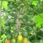 PAPAYA 'Wild' --Carica cauliflora--