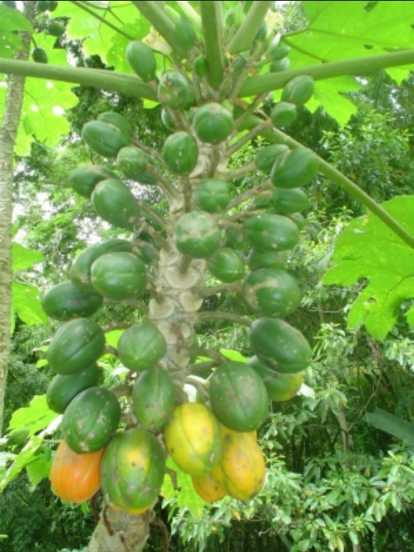 PAPAYA 'Wild' --Carica cauliflora--