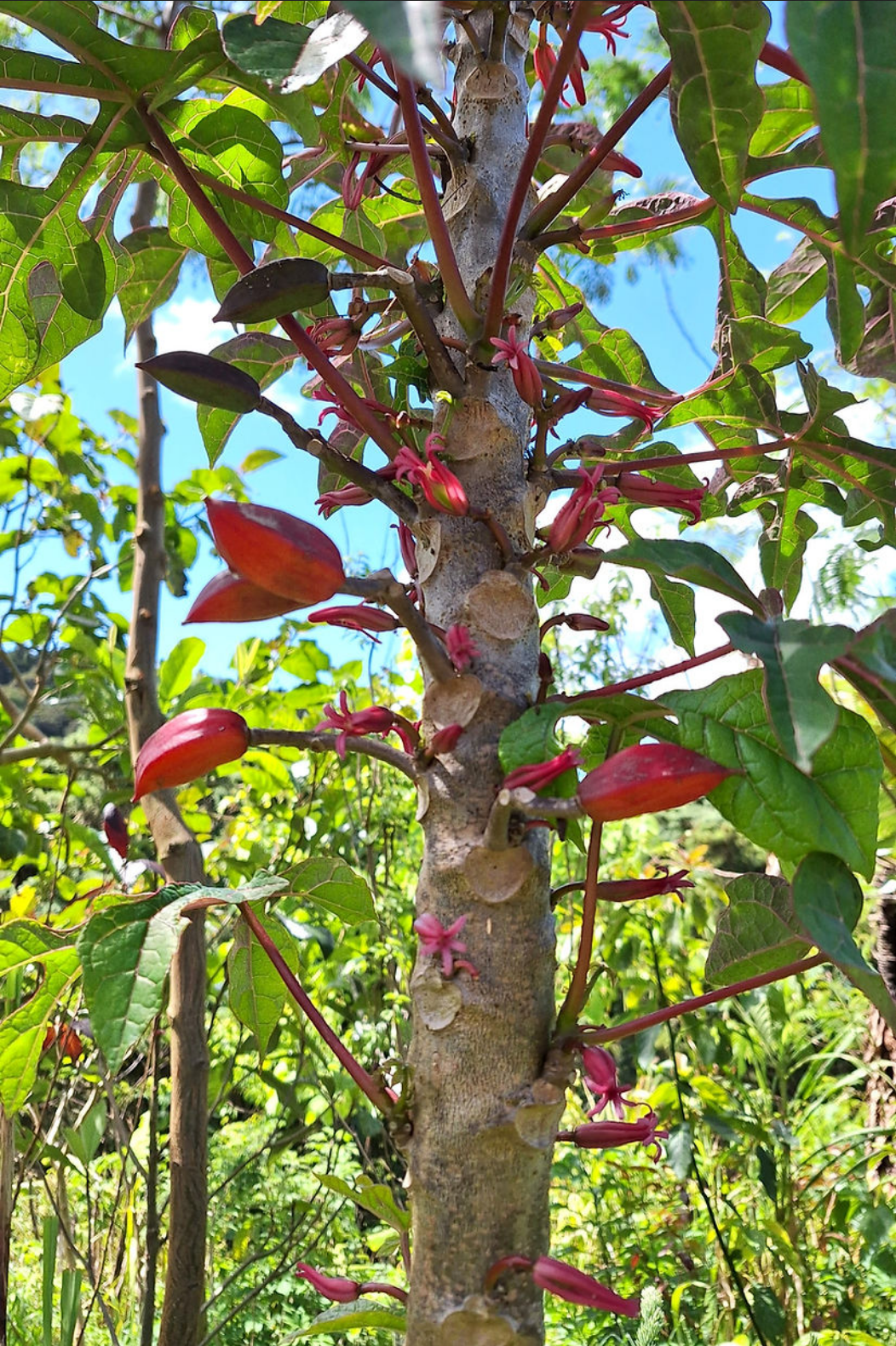 PAPAYA 'Red Petiole' --Carica papaya--