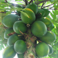 PAPAYA 'Honeydew' --Carica papaya--