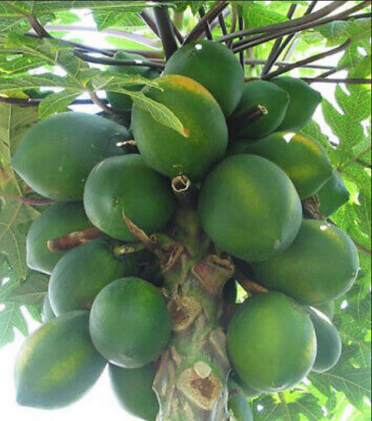 PAPAYA 'Honeydew' --Carica papaya--