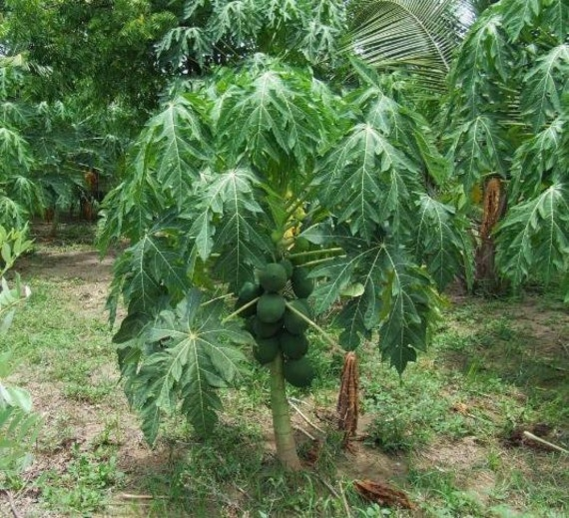 PAPAYA 'Honeydew' --Carica papaya--