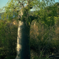 MADAGASCAR PHANTOM TREE --Moringa drouhardii--