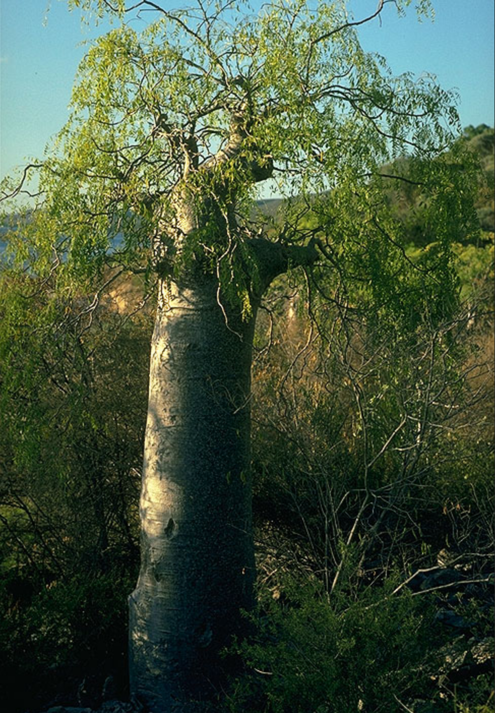 MADAGASCAR PHANTOM TREE --Moringa drouhardii--